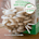 Oyster Mushroom Spores