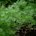 Dill