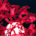 Red Dragon's Breath