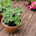 Oregano
