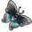 Spicebush Swallowtail