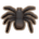 Funnel Web Spider