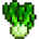 Bok Choy