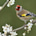 European Goldfinch