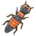 Rove Beetle