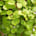 Swedish Ivy (Plectranthus australis)