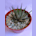 Haworthia
