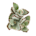Kalanchoe