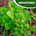 Cilantro