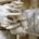 King Oyster Mushroom Spores