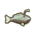 Deep Fish