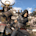 Assassin’s Creed Shadows