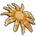 Sunflower Sea Star
