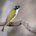 White-naped Honeyeater