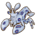 Harlequin Shrimp