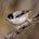 Varied Sittella