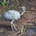 Rheiformes