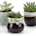 Small Ceramic Succulent Pots with Drainage Set of 6, Mini Pots for Plants, Tiny Porcelain Planter