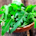 Arugula