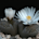 Lithops (Living Stones)