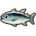 Tuna