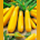 Zucchini