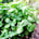 Basil