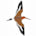 Black-Tailed Godwit 3