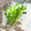 Halimeda Macro Algae Reef