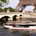 Enjoy the Seine River Cruise