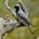 Black-faced Cuckoo-shrike