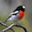 Scarlet Robin