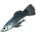 Abecean Longfin