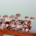 Shiitake Mushroom Spores