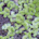 Small duckweed