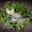 Stevia