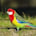 Eastern Rosella