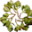 Crassula Ovata (Jade Plant)
