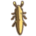 Gumleaf Grasshopper