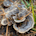 Turkey Tail Mushroom Spores