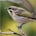Yellow-faced Honeyeater