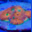 Pineapple Acan Echinata Coral