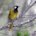 White-eared Honeyeater