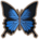Ulysses Butterfly