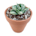 Agave