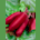Beetroot