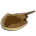 Horseshoe Crab