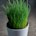Chives