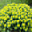 Euphorbia (Spurge)