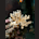 Kenya Tree Coral